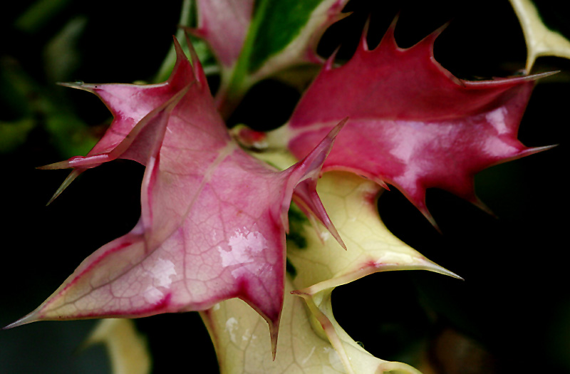 New Holly