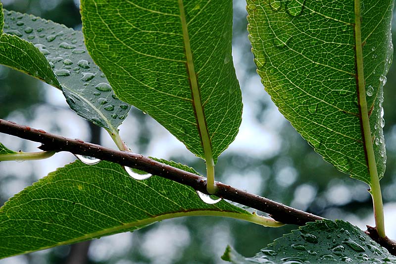 Wet Leaves