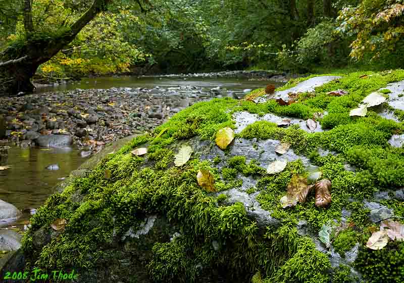 5th Place Forever Green by Jim Thode