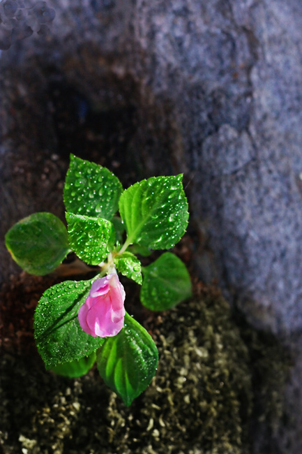 8th Place nature will find a way by dtallakson