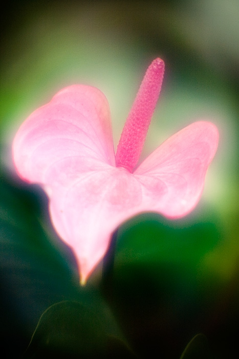 Anthurium