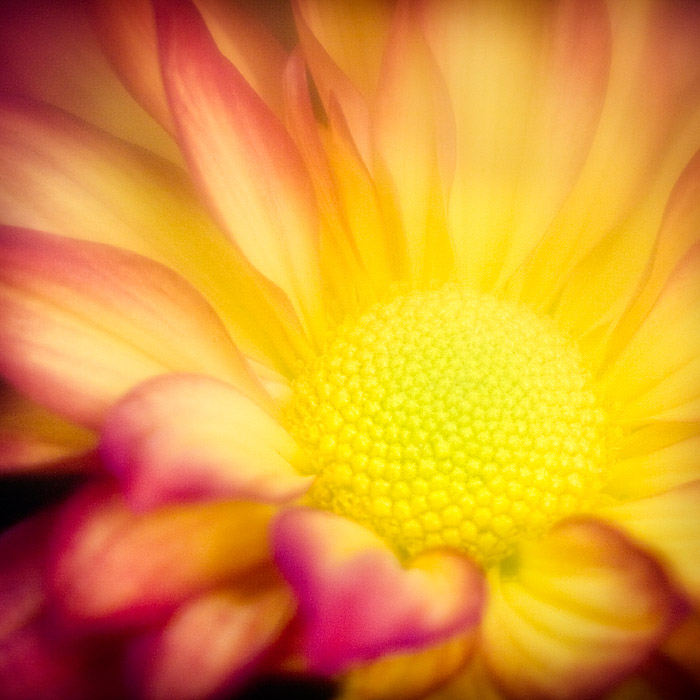 Flower Squared