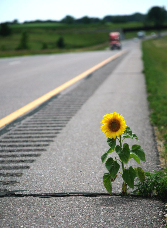 2nd Place Brave Sunflower by Joshua Tanzer