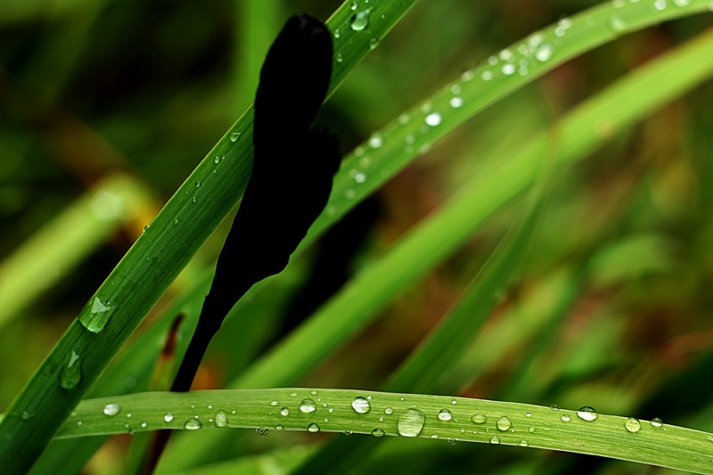 Wild Iris Seed Pod