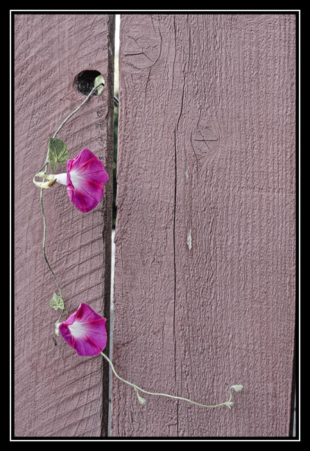 7th Place nature finds a way 2 by dtallakson