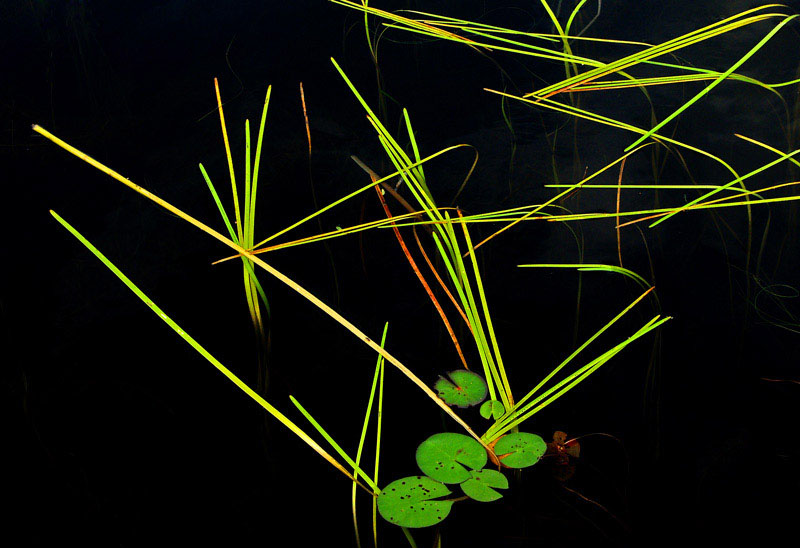 Reeds