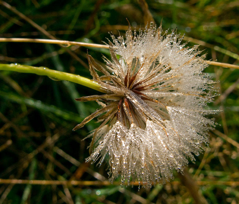 Dewy Green
