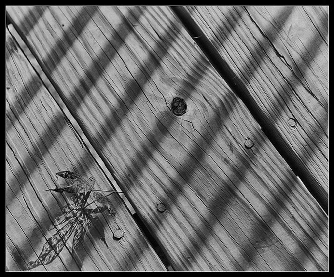 Wooden Shadows