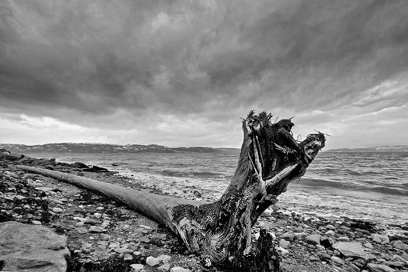 Sea Monster