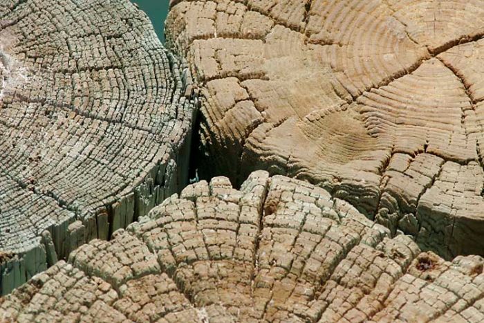 Wood  Times Tree