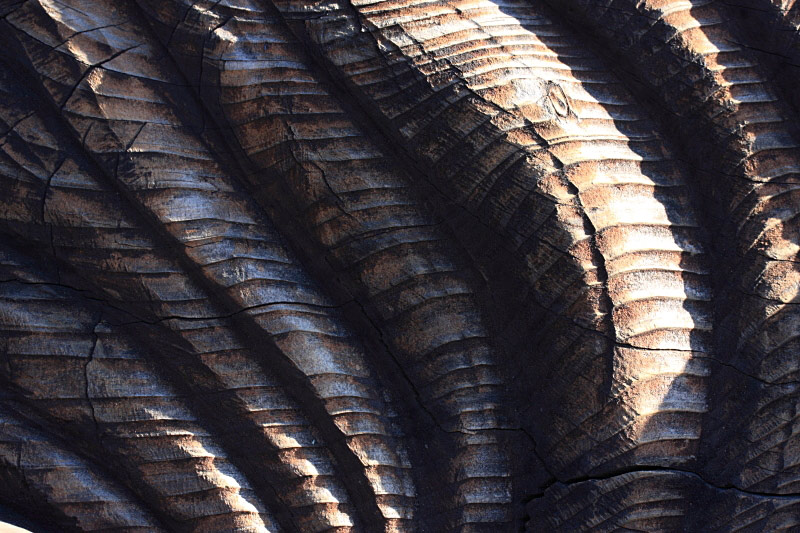 Sunlight & Wooden Sculpture