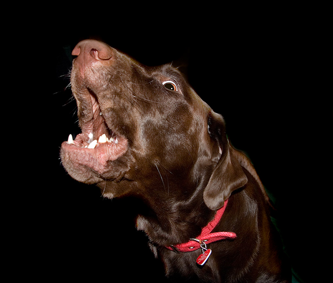 2nd Place <br>singing for her supper<br> by d.tallakson