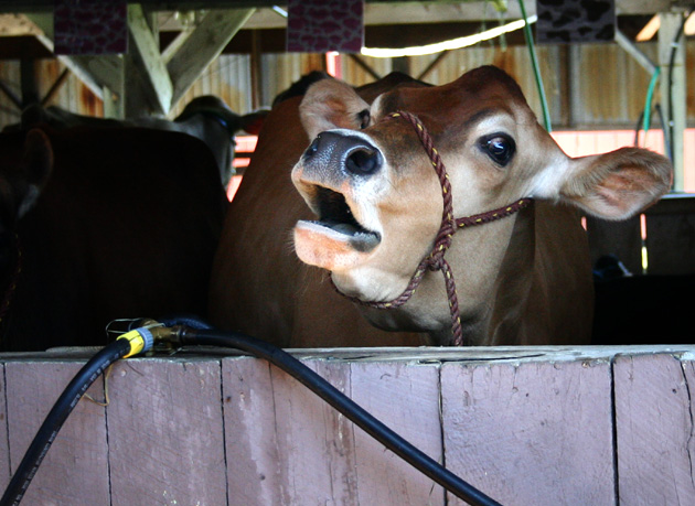 Moo-o-o!