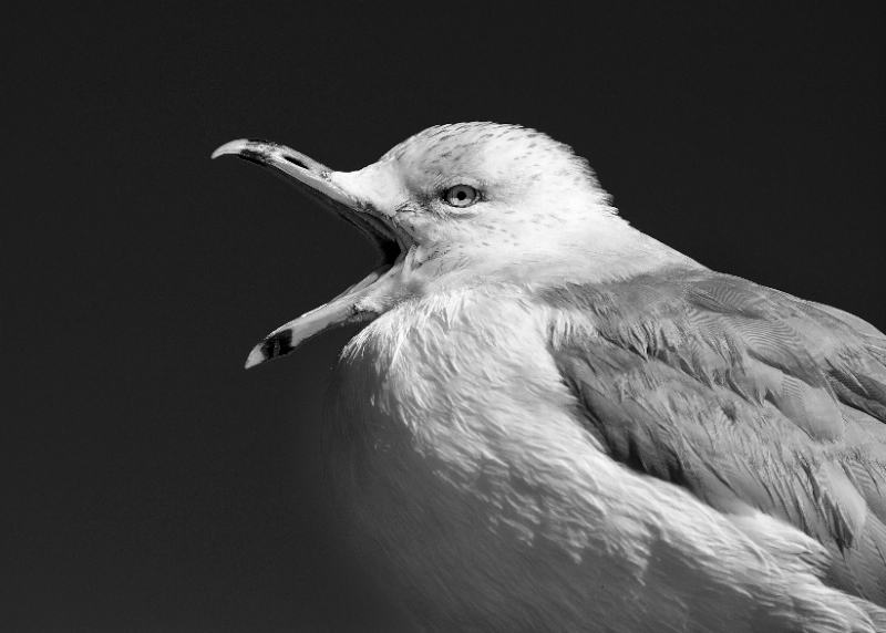 Squawk