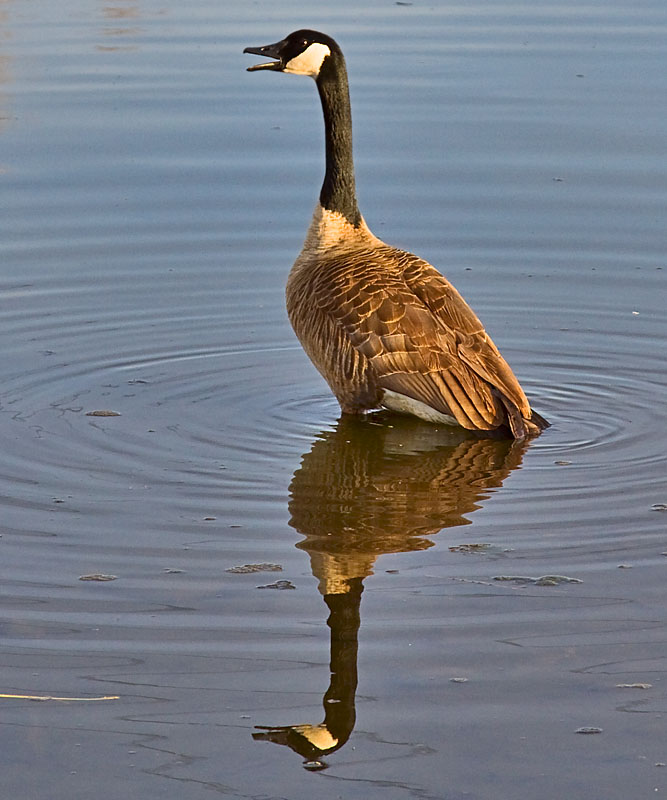 Honk!