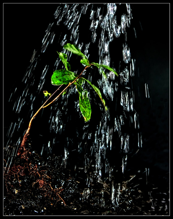 Fifth Place<br>Watering the Tree<br>by Lydia