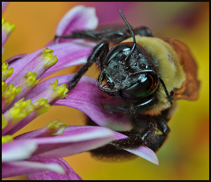 Busy as a Bee