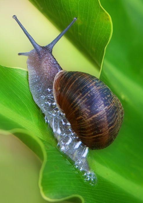 At a Snails Pace