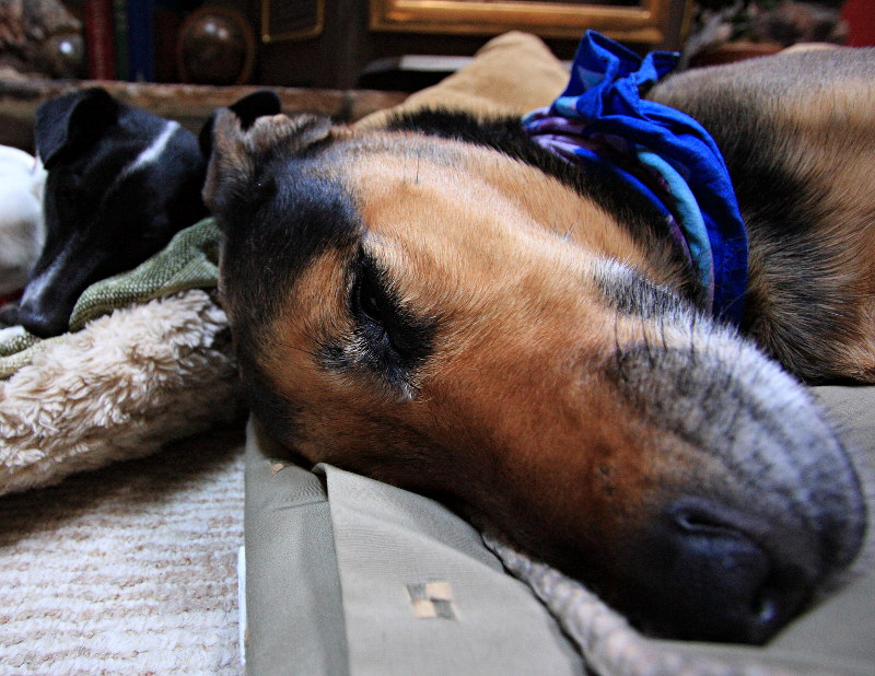 Let sleeping dogs lie...