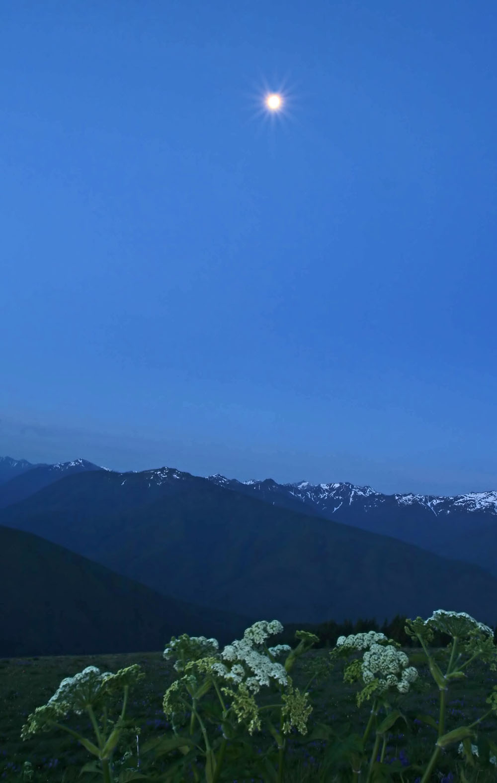 Hurricane Ridge - 2
