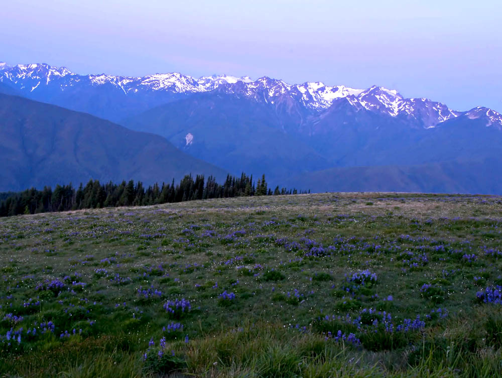 Hurricane Ridge - 3