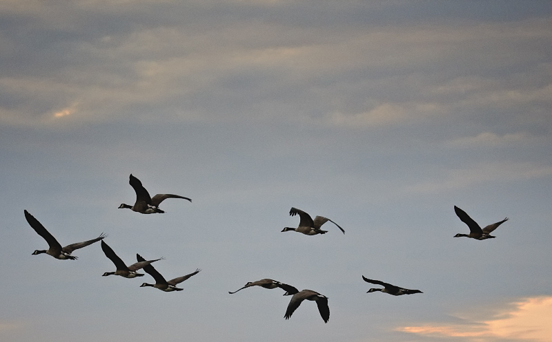 Harmony In The Sky