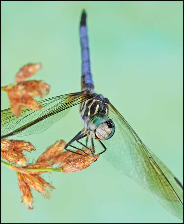 Flora and Fauna:  Harmonious