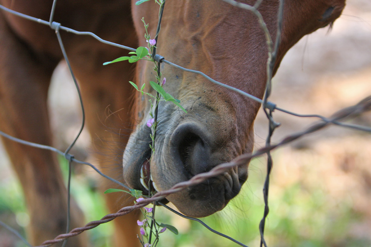 Animal and Vegetable:  Harmonious