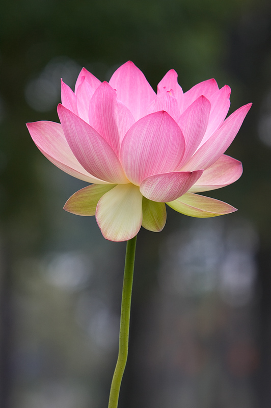 Lotus Position