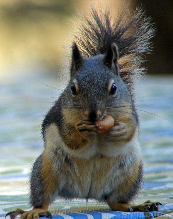 Cashew Ingesture