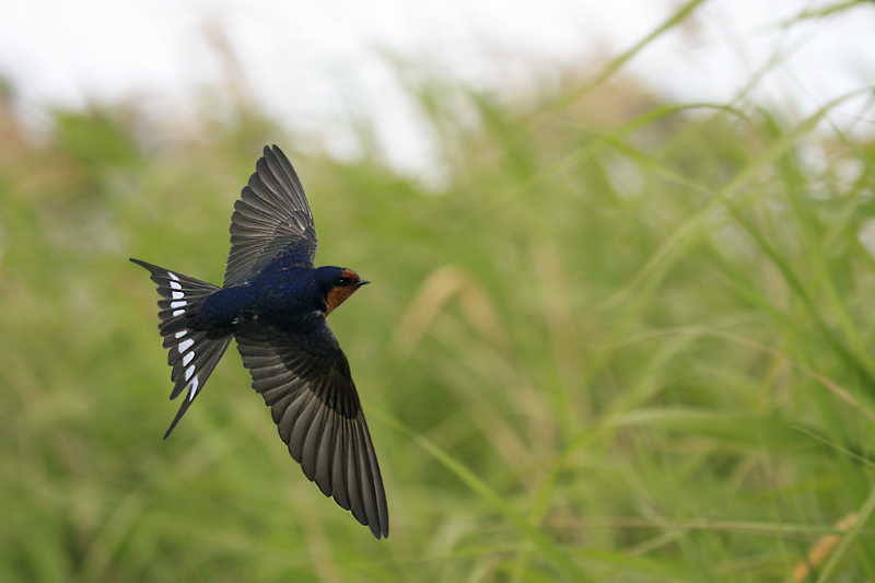 Speedie Swallow