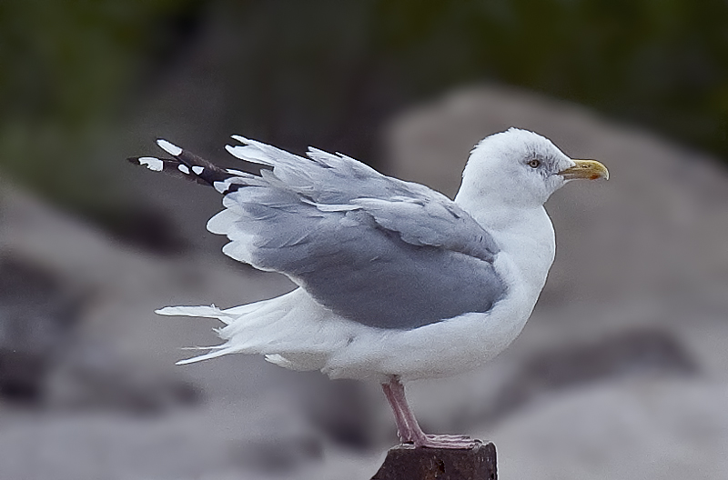 Gull Flutter