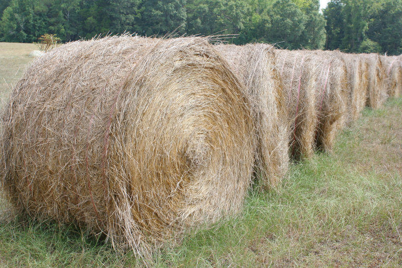 Hay!