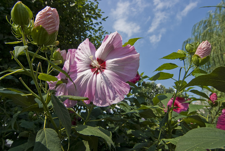 Big Flower