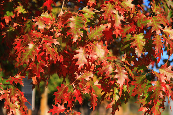Green to Red