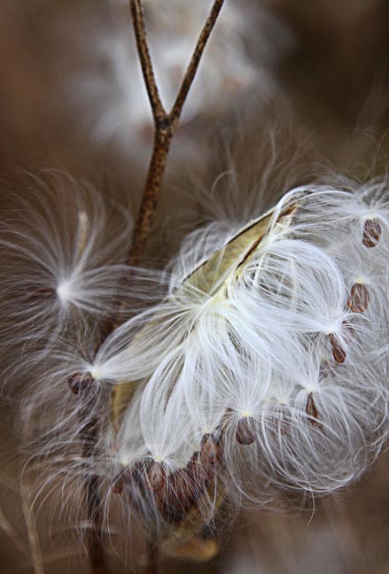 From Flower To Seed