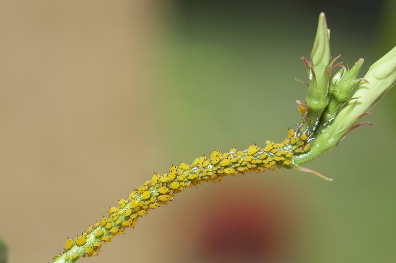 Aphids sunbathing