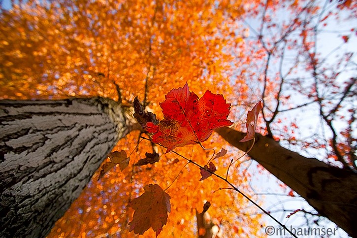 One Red Leaf