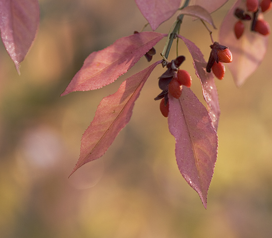 Burningbush