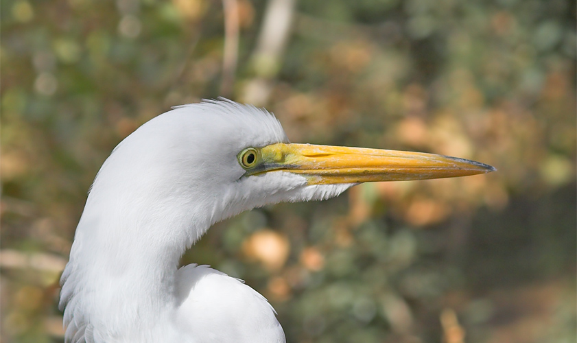 Great Egret