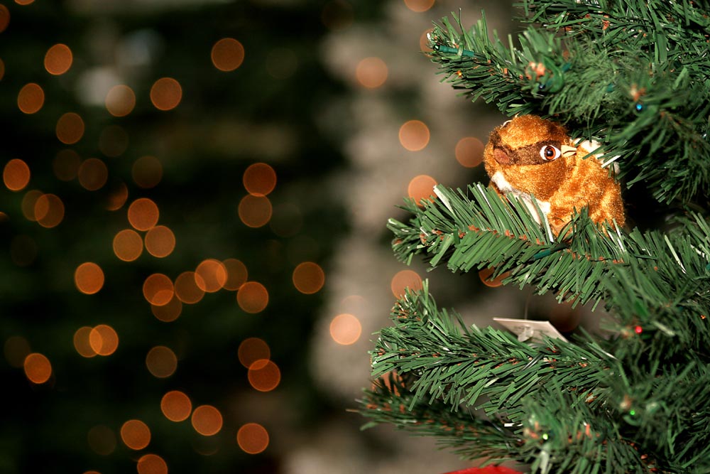 Christmas Squirrel