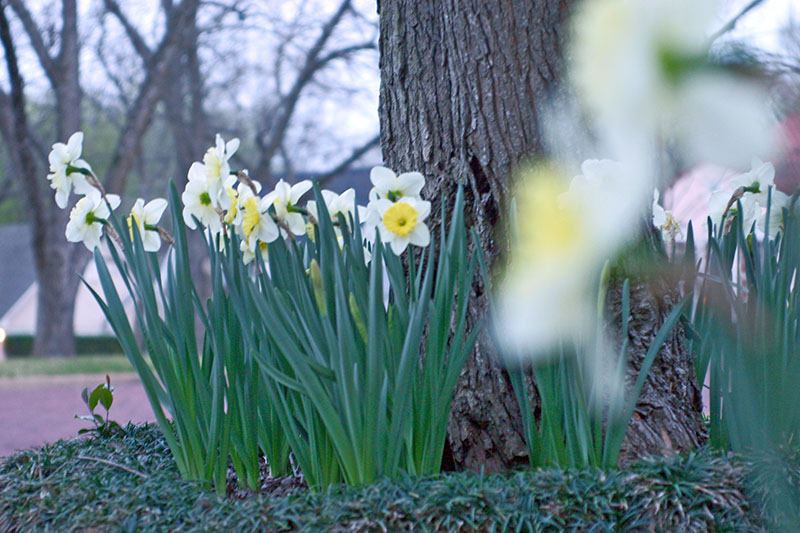Yellow Flowers