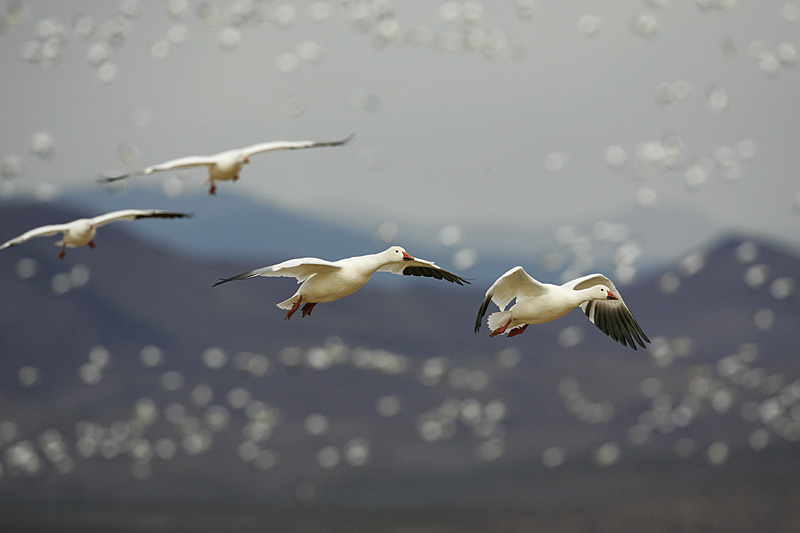 <b>3rd Place</b><br>Snow Geese, Near and Far<br>by Garrett Lau