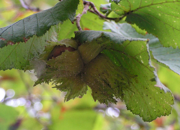 Hazelnut*