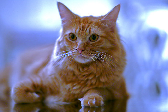 The Royal Cat