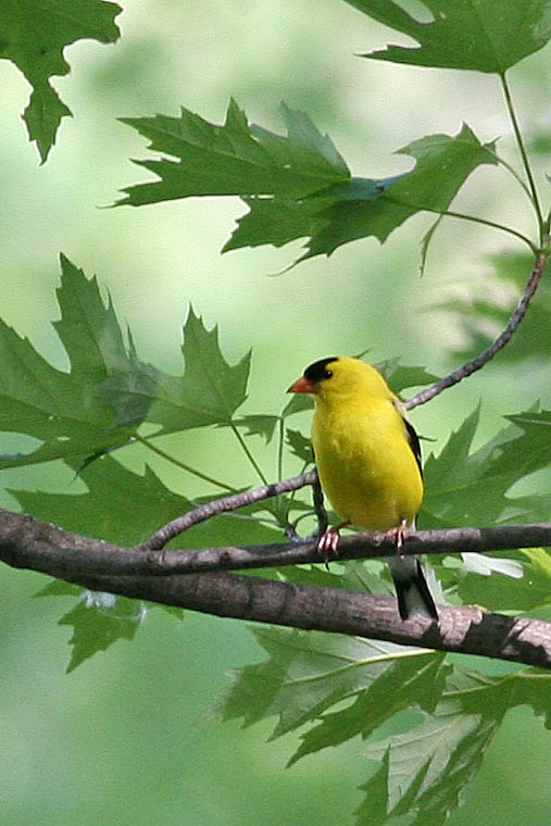 Finch