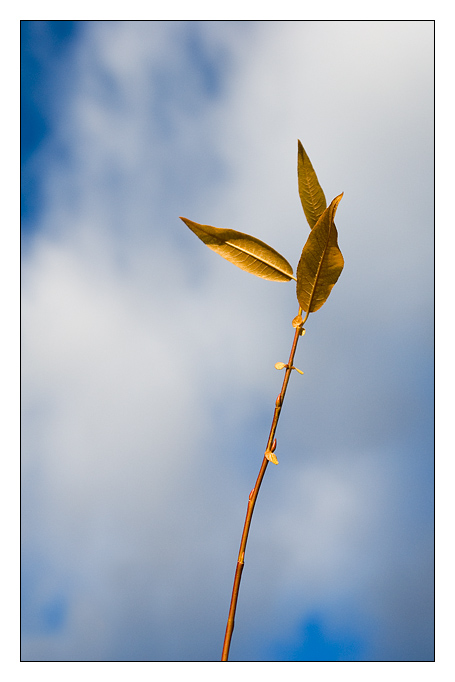 Semaphore