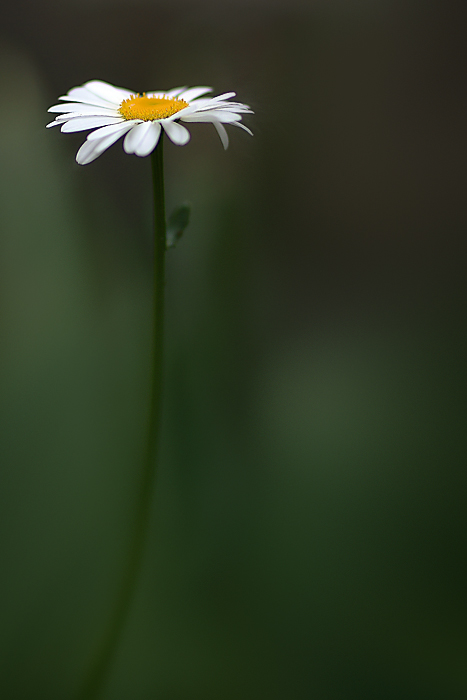 MayFlower