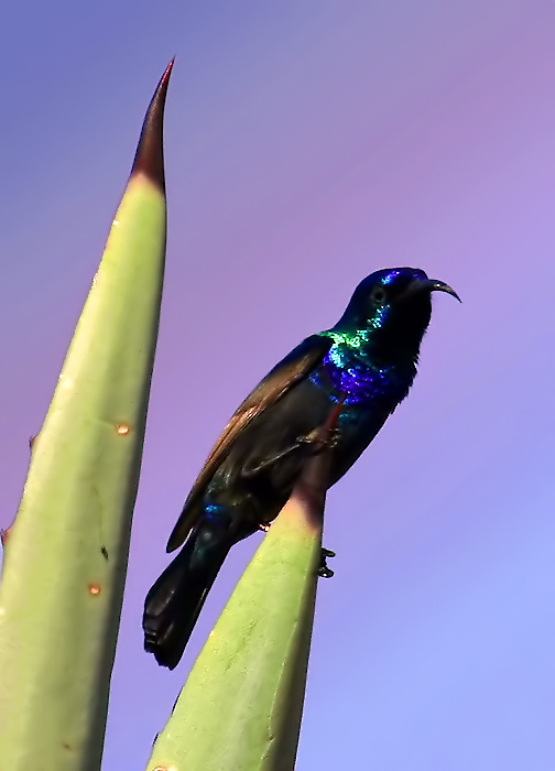 Hummingbird