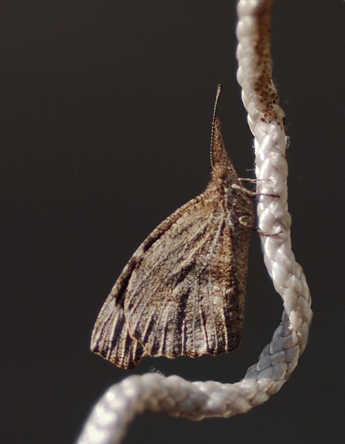 American Snout